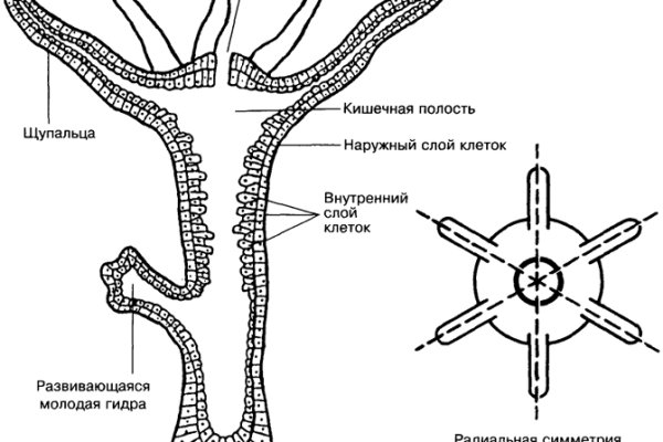 Кракен торговая